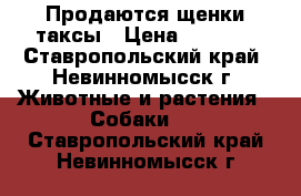 Продаются щенки таксы › Цена ­ 1 800 - Ставропольский край, Невинномысск г. Животные и растения » Собаки   . Ставропольский край,Невинномысск г.